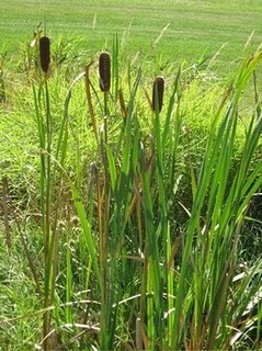 brused reed